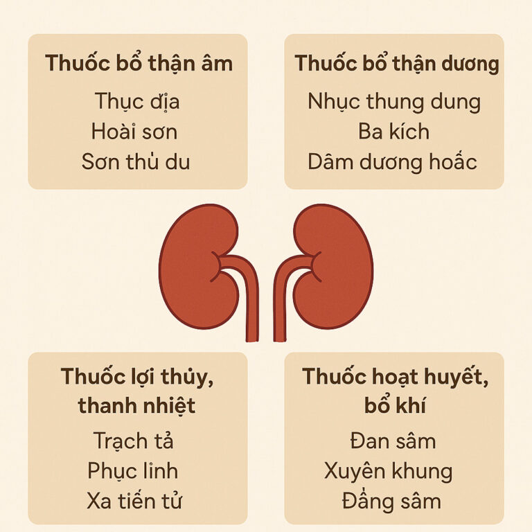 Thuốc Đông Y hỗ trợ thận